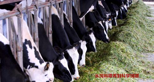 奶牛吃青飼玉米